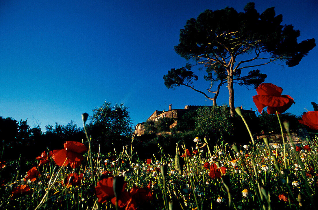 Blumenwiese und Baum, Murlo, Toskana, Italien