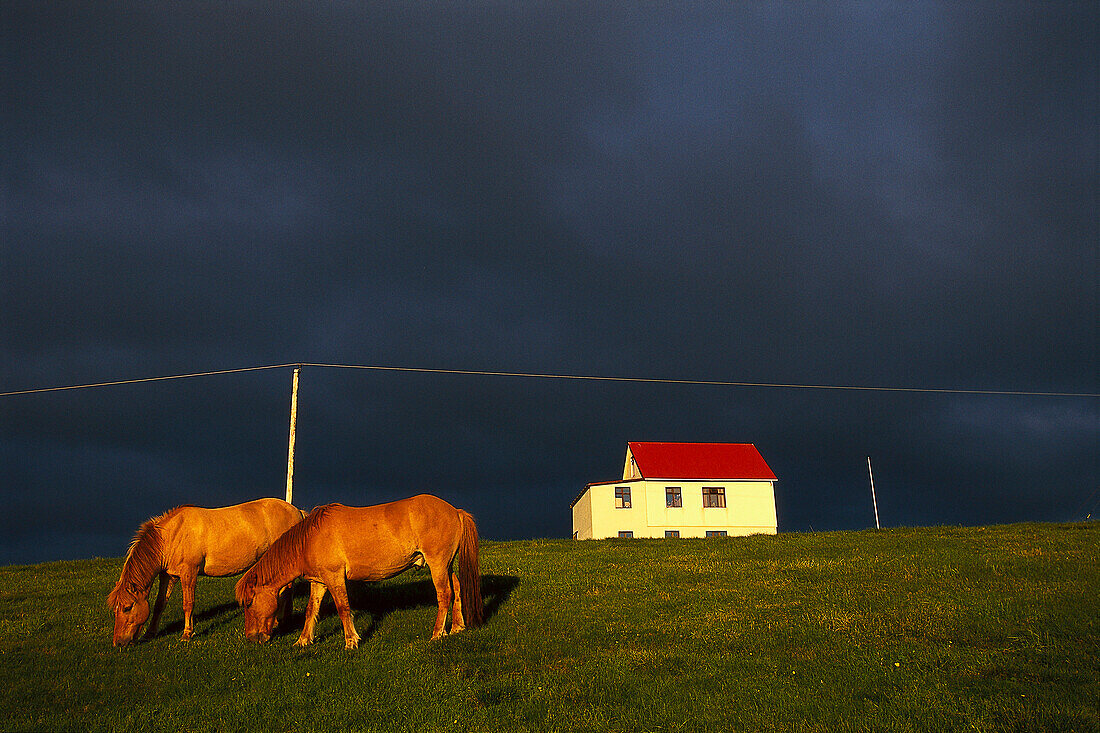 Islandic horses and house in the countryside, Hrutafjoerdur, Island