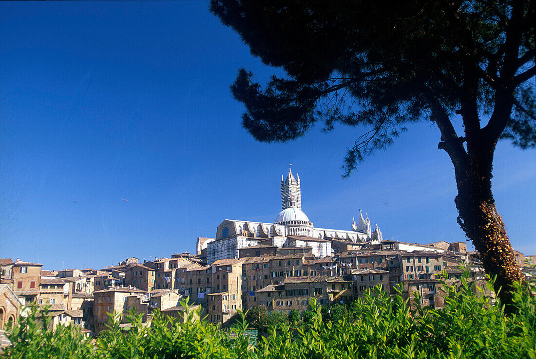 Dom, Siena, Toskana Italien