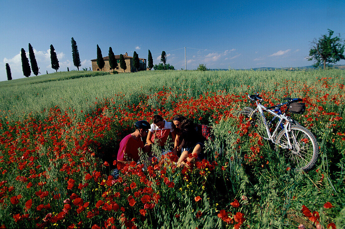 Radfahrer machen Pause im Mohnfeld, Bei Pienza Toskana, Italien