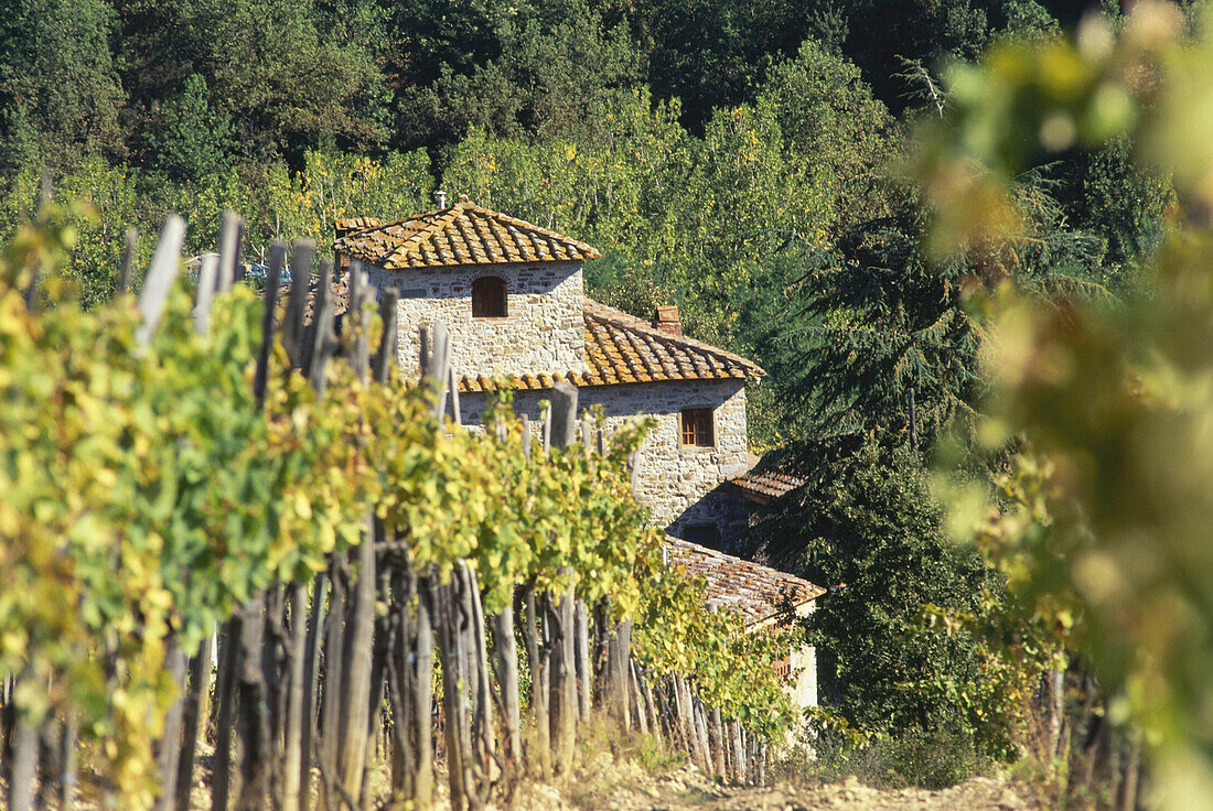 Weinreben mit Bauernhaus, bei Gaiole, Chiantigebiet, Toskana, Italien