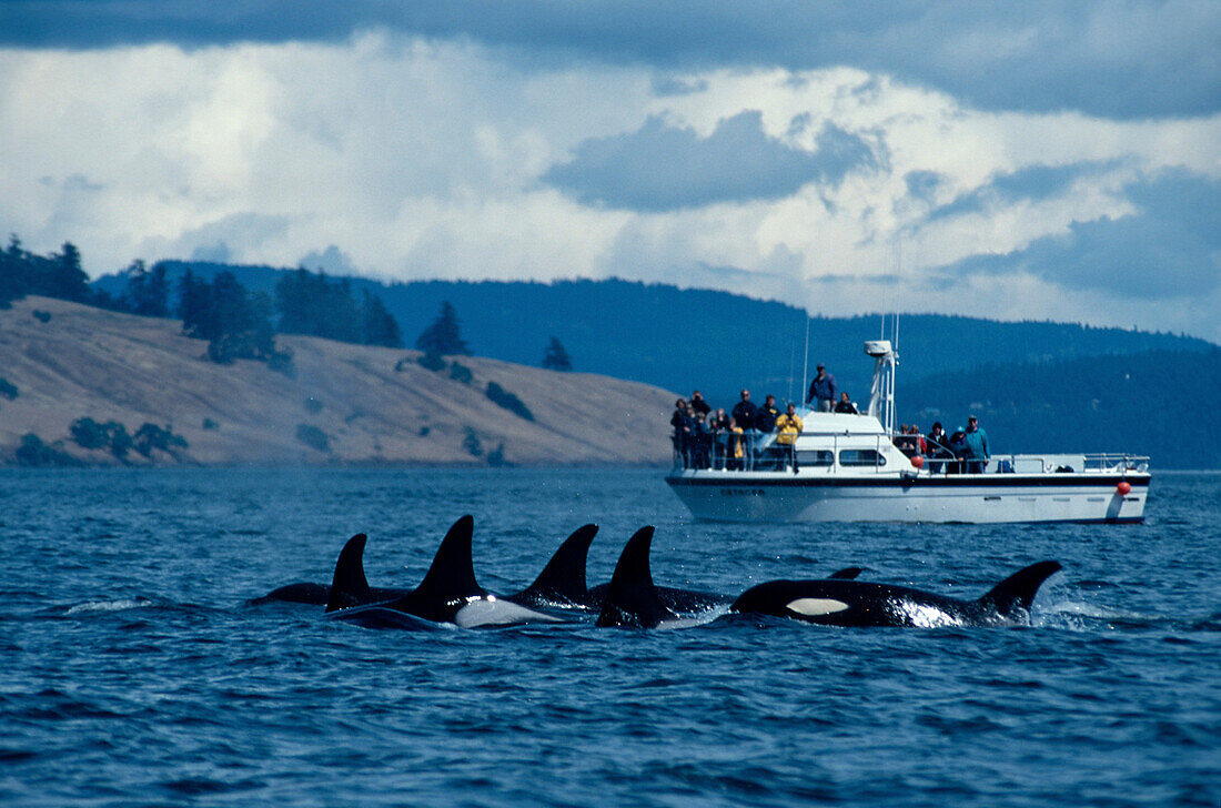 Schwertwale, Juan de Fuca Strait, Vancouver Island B.C., Kanada