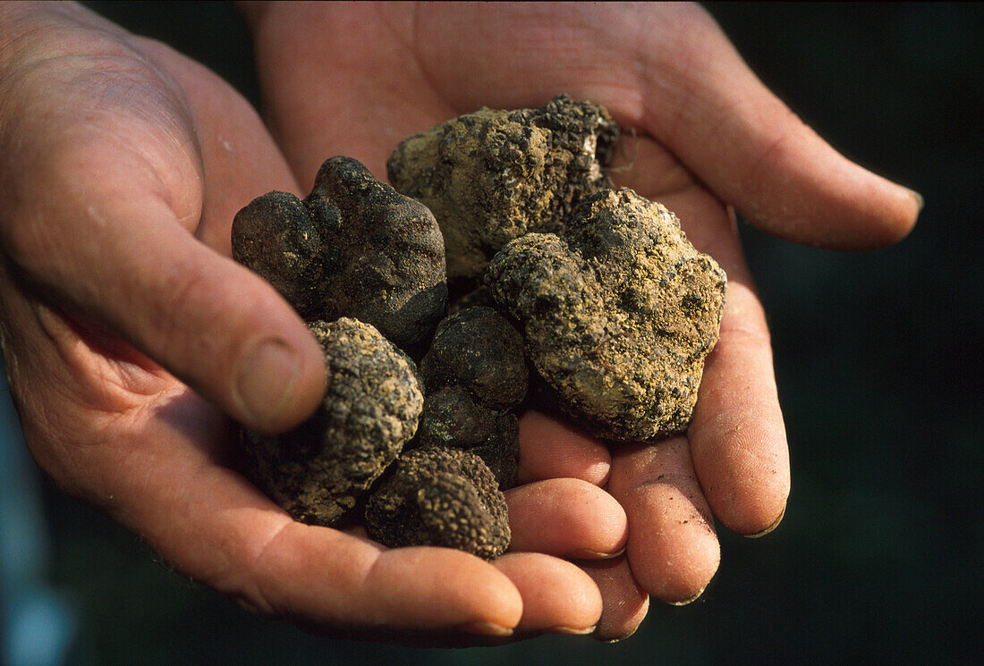 Truffles, Piemont Italy