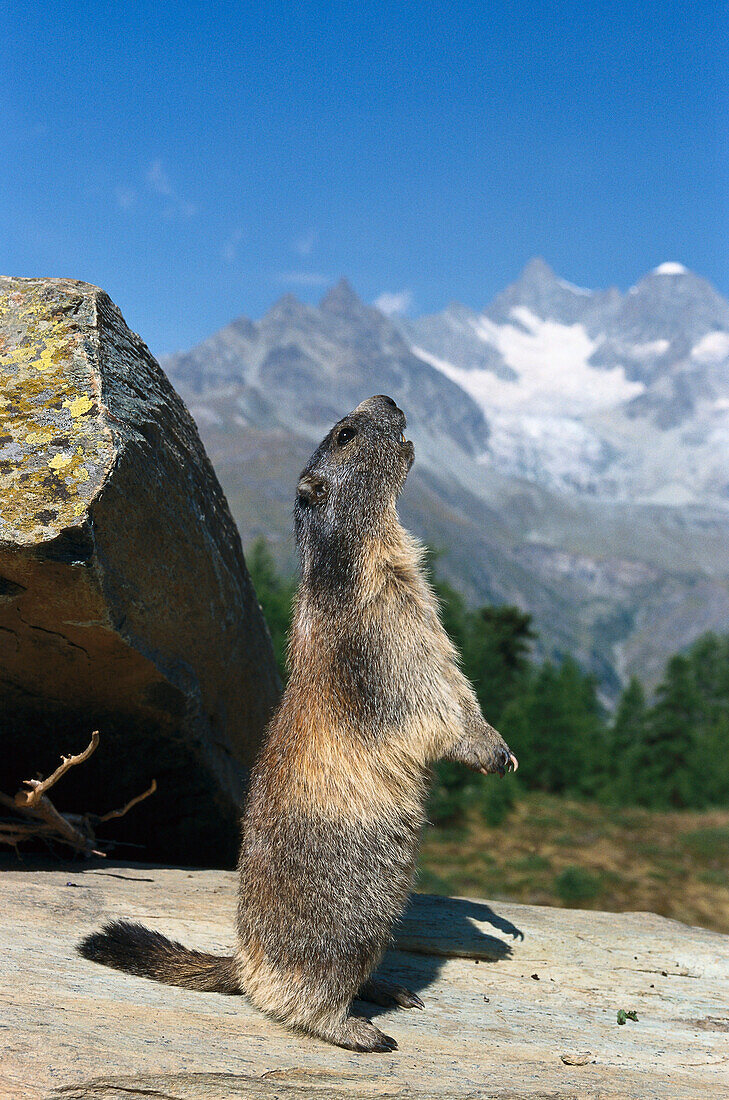 Marmot, Canton Valais, Switzerland