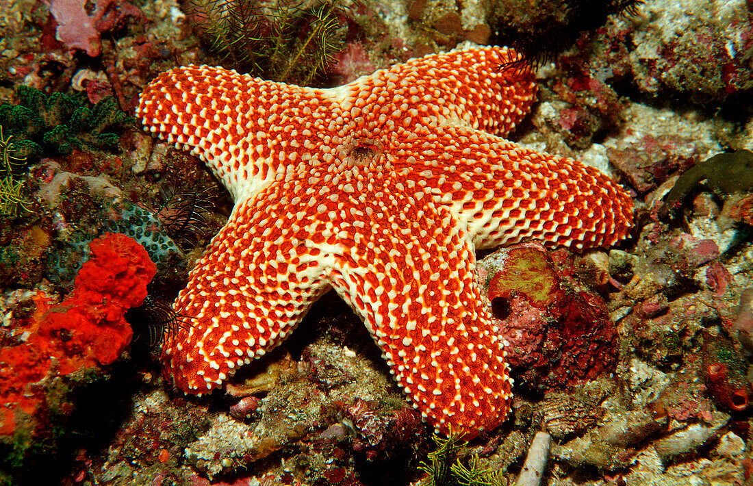 Starfish, Asteroidea, Indonesia, Indian Ocean, Komodo National Park
