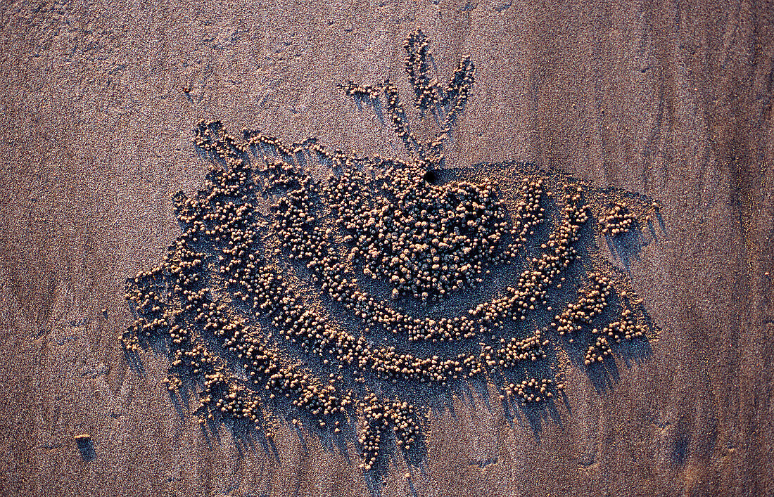 Sandformation, kreiert durch Geisterkrabbe, Sand f, Sand formation, made by Ghost crab, Ocypodae sp.