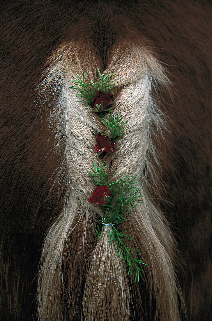 With Flowers Decorated Horse, Georgiritt, Penzberg, Bavaria Germany