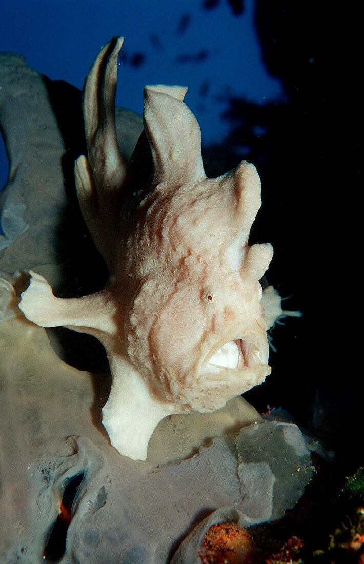 Riesen-Anglerfisch, Krötenfisch, Giant frogfish, A, Antennarius commersonii