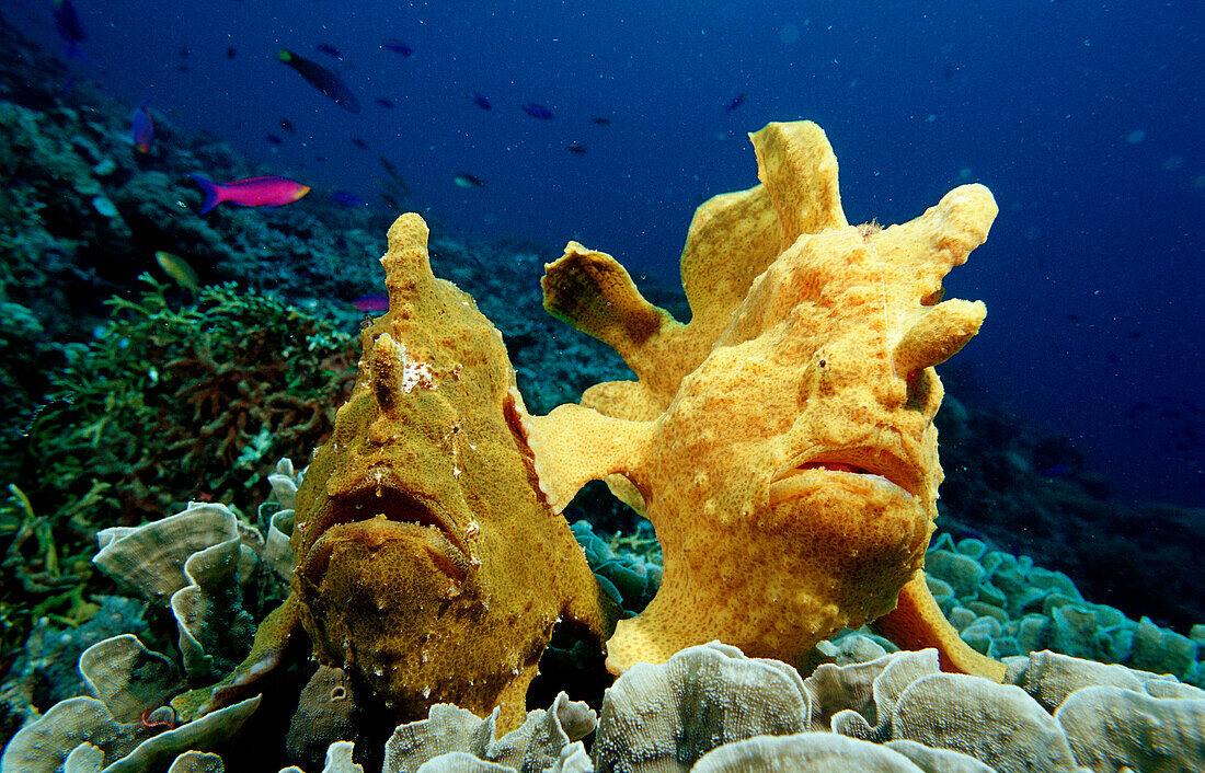 Zwei Riesen-Anglerfische, Krötenfische, Two Giant, Two Giant frogfishes, Antennarius commersonii
