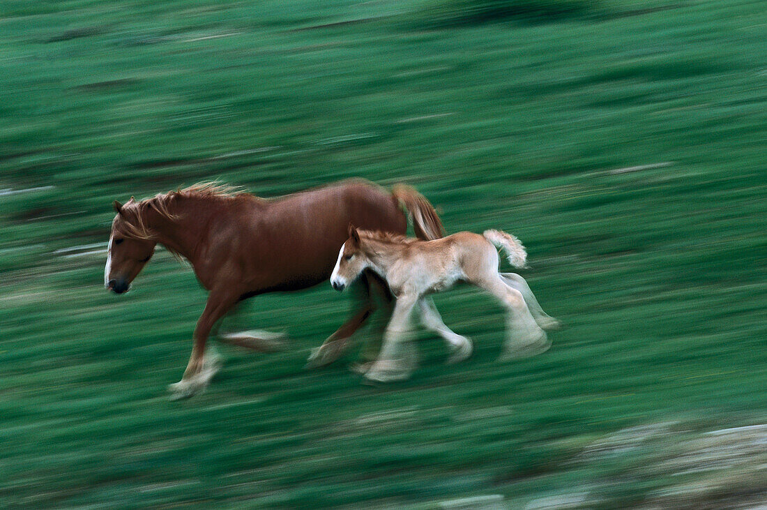 Pferde, Sibillini Gebirge, Italien