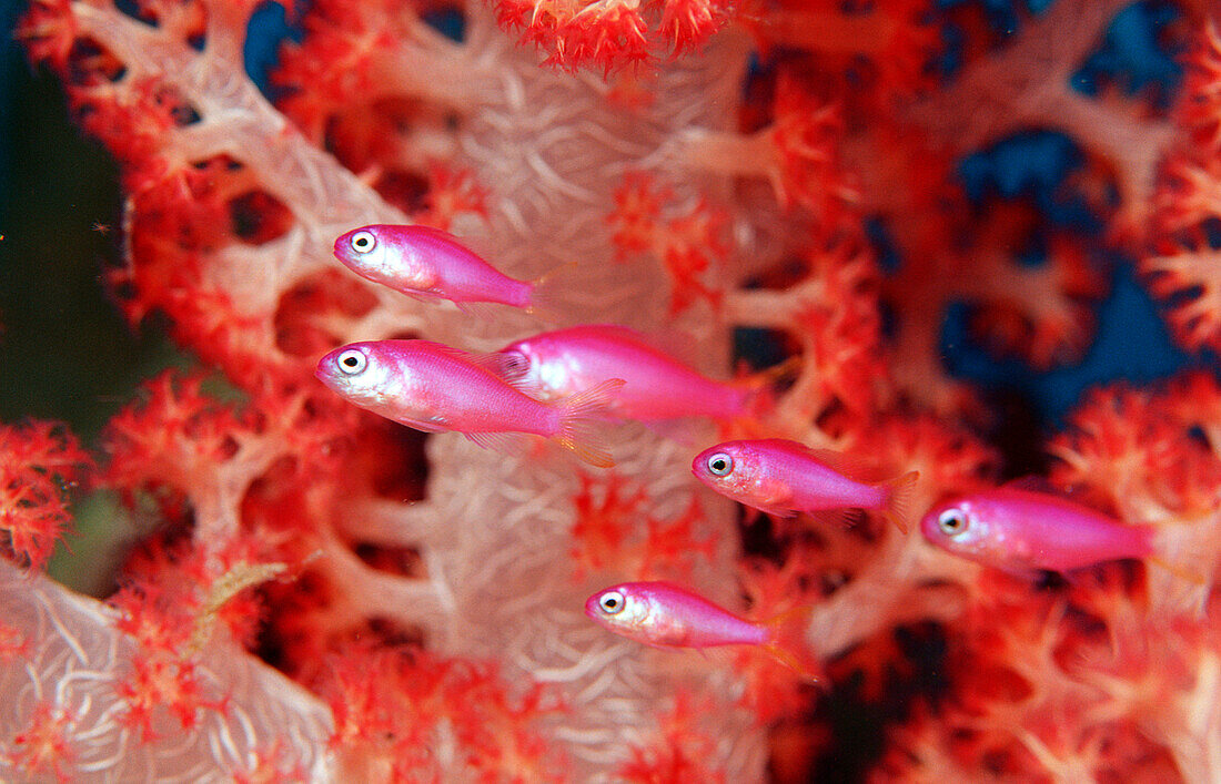 Junge Juwelen-Fahnenbarsche, Juvenile Lyrethail an, Juvenile Lyrethail anthias, Pseudanthias squamipinnis