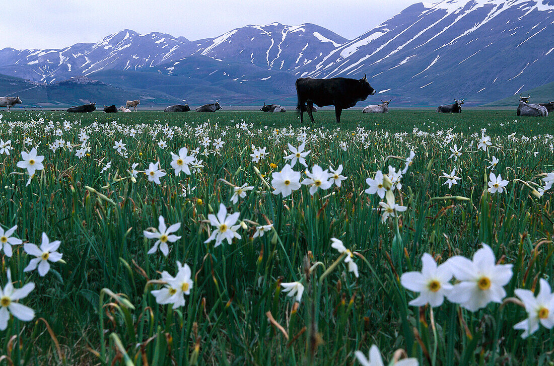 Cows on meadow, Monti Sibillini National Park, Italy