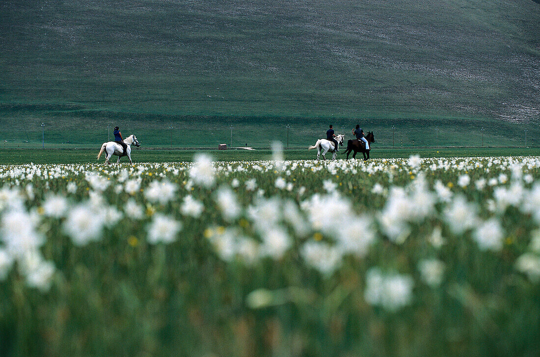 Riders on meadow, Monti Sibillini National Park, Italy