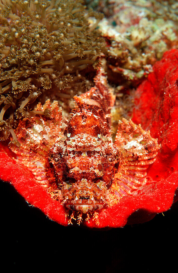 Bärtiger Drachenkopf auf rotem Schwamm, Tassled sc, Tassled scorpionfish or red sponge, Scorpaenopsis oxycephalus