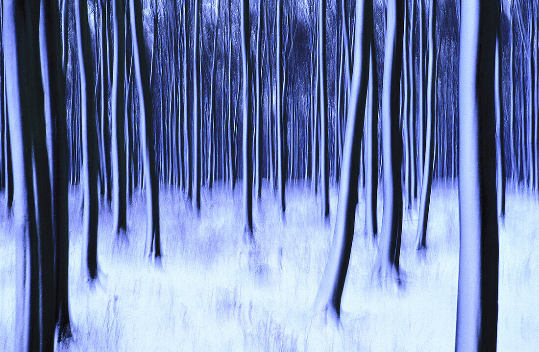 Blurred forest scene, Winter, Bavaria, Germany
