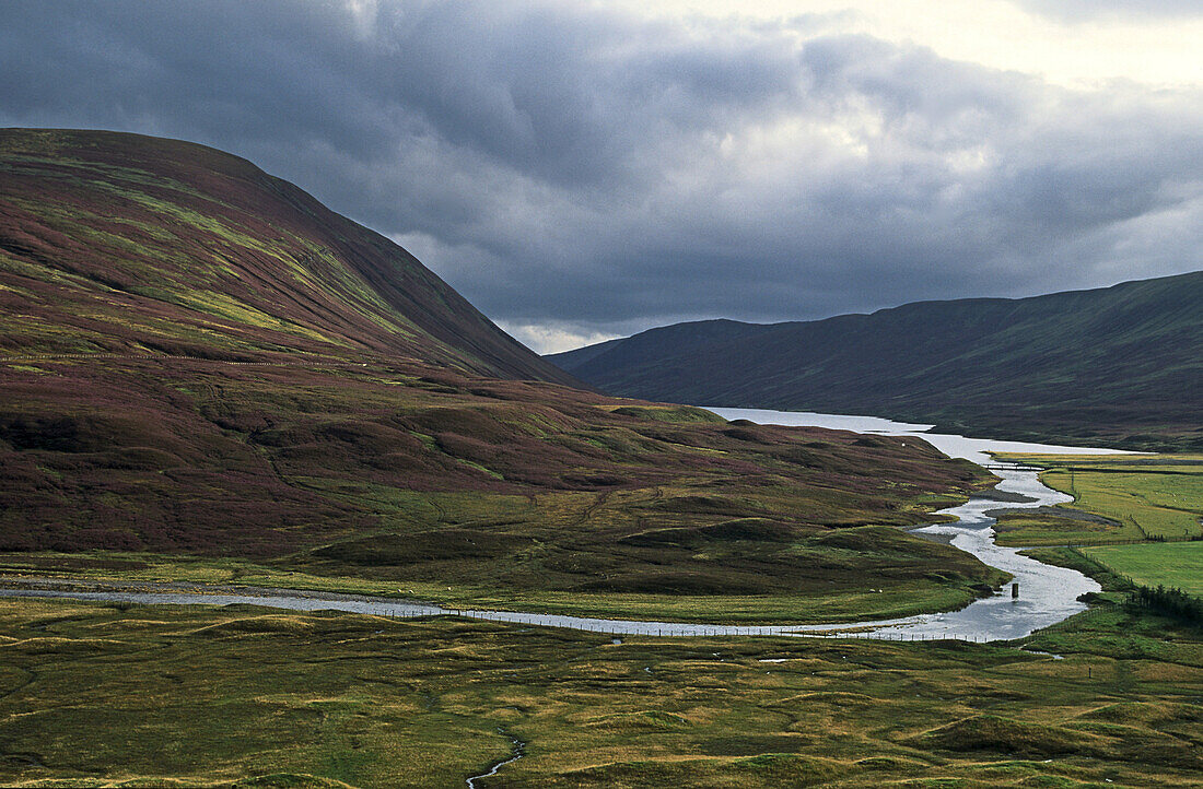 Highlands and heather, Grampian Scotland