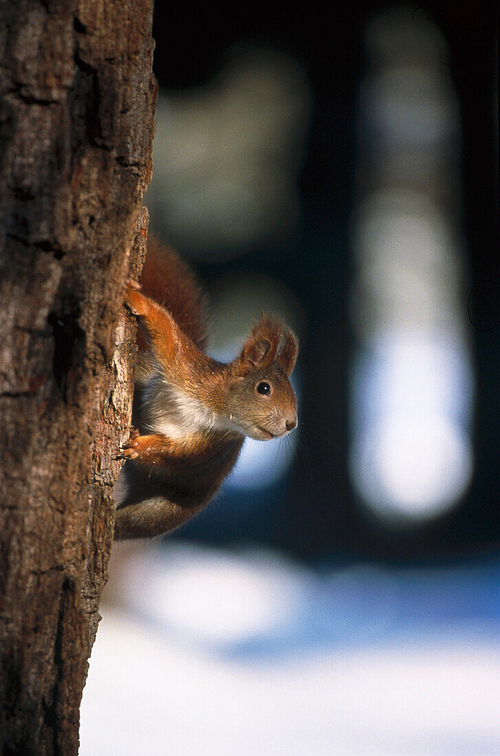 Red Squirrel on tree, Germany