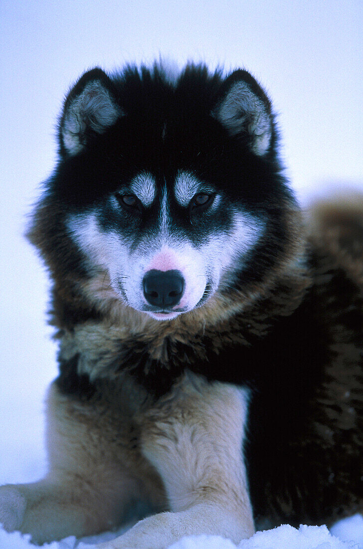 Husky liegt im Schnee, Schlittenhund, Churchill, Manitoba, Kanada, Nordamerika