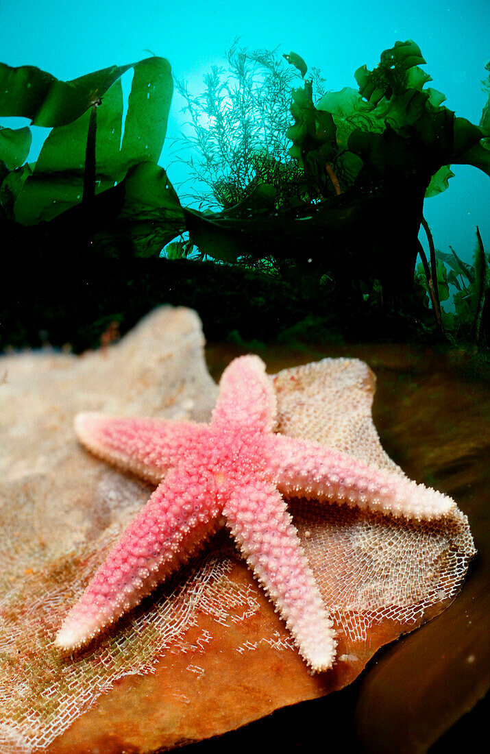 Seestern, Starfish, Asteroidea