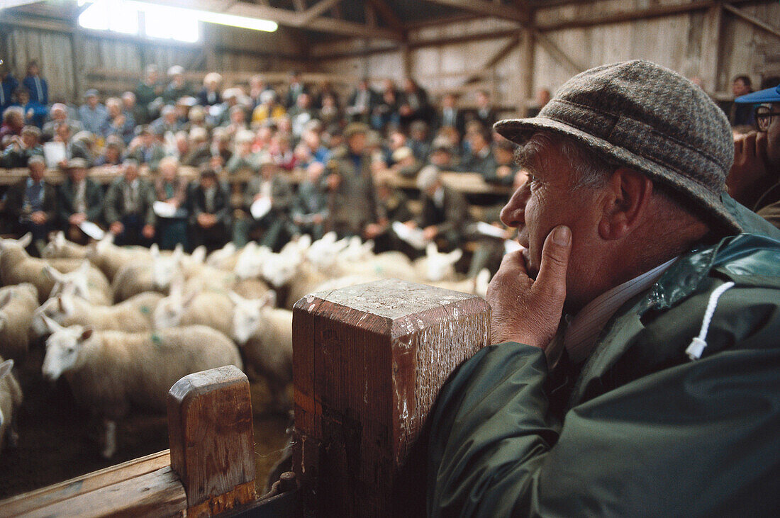 Lairg Sheep sales, Sutherland, Highland Scotland