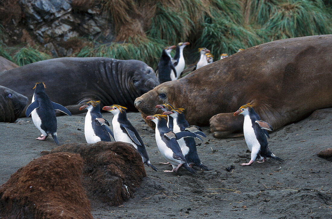 Penguins, Macquarie Island Australia