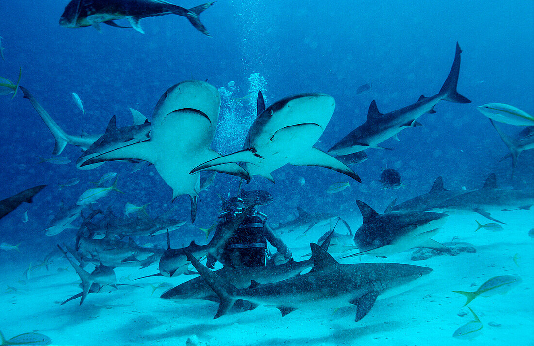 Karibische Riffhaie, Haifütterung, Caribbean reef, Caribbean reef shark, shark feeding, Carcharhinus perezi
