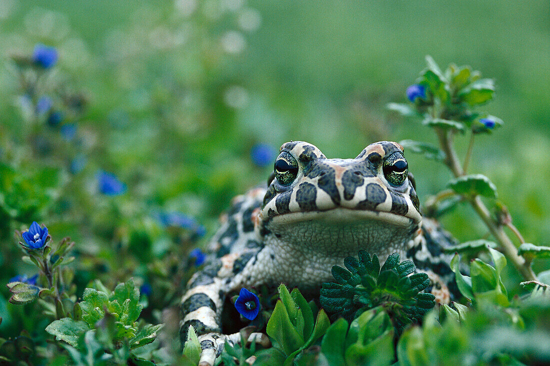 Toad, close up