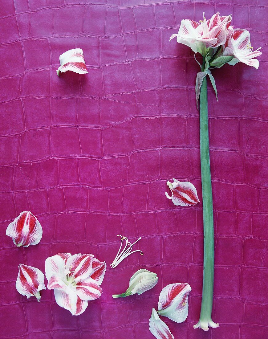 An amaryllis flower and petals on a piece of bright pink piece of leather
