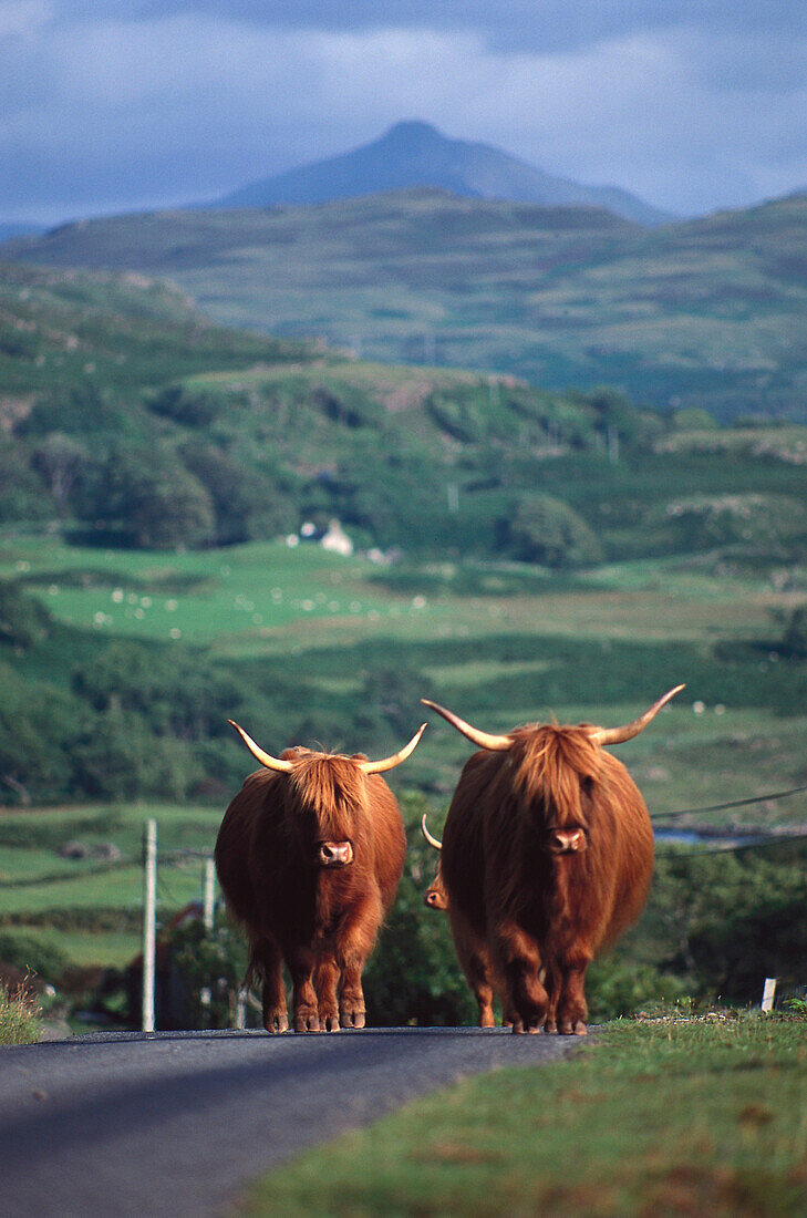 Highland cattle on the road, Highland Scotland
