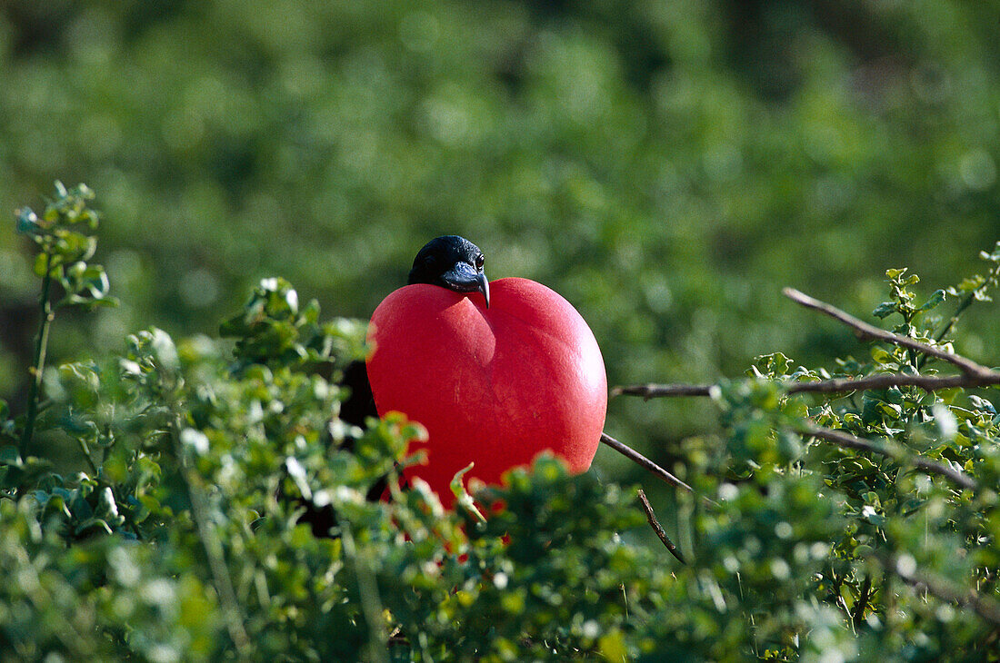 Male Frigate bird with red gular pouch that is inflated during the breeding season to attract a mate, Heart, Galapagos, Ecuador, South America