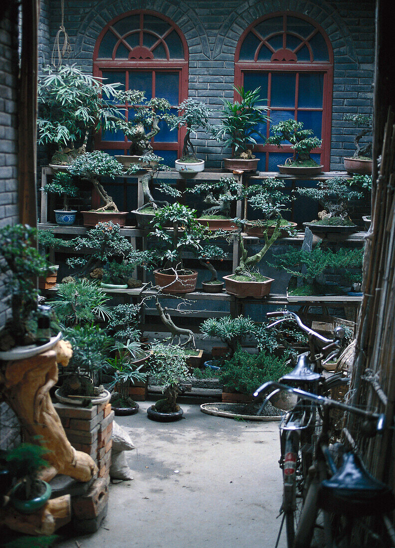 Bonsai trees, market, Chengdu, China