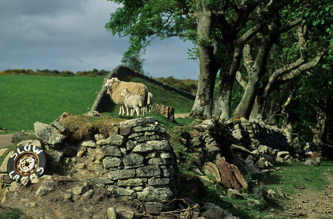 Sheep with lambs on stone wall Scotland, Great Britain