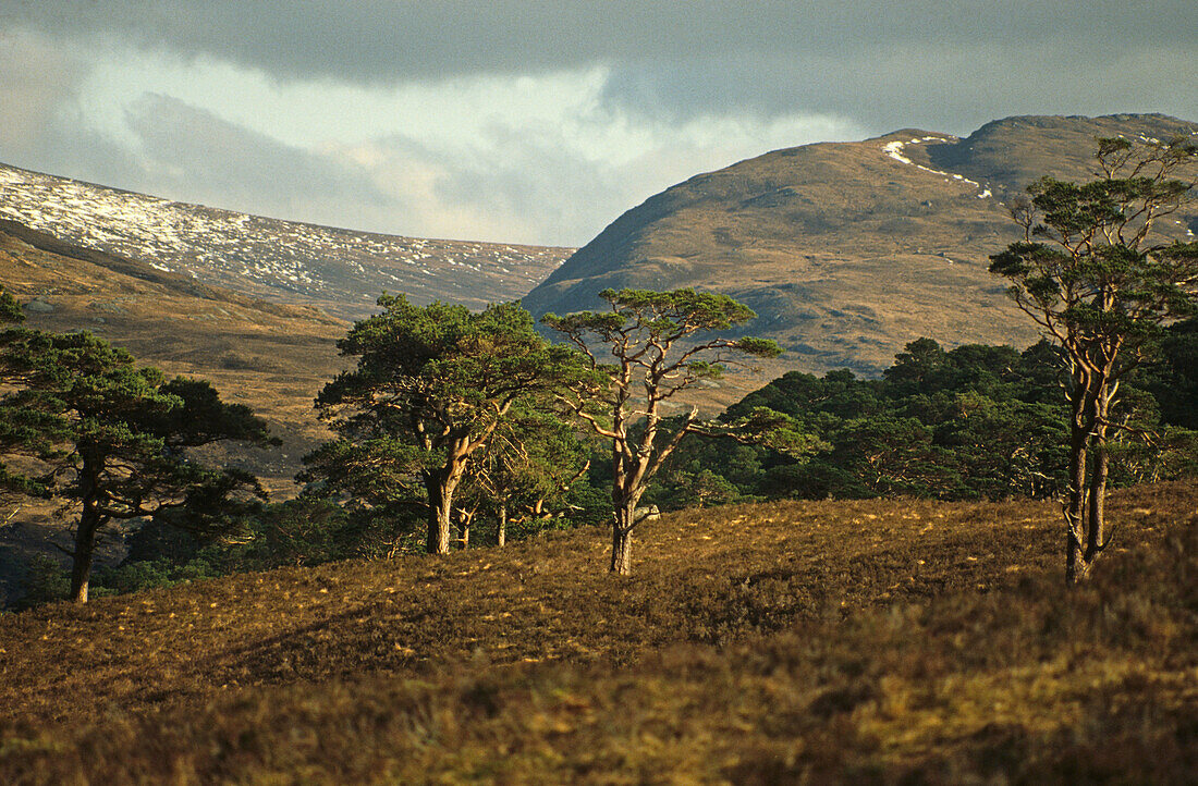 Glen Affric, Highland Scotland