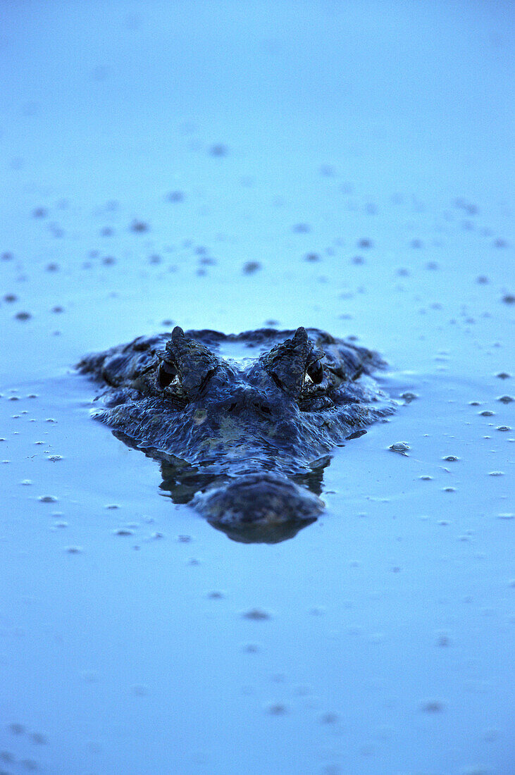 Kaiman in Wasser, Caimaninae, Pantanal, Mato Grosso, Brasilien, Südamerica