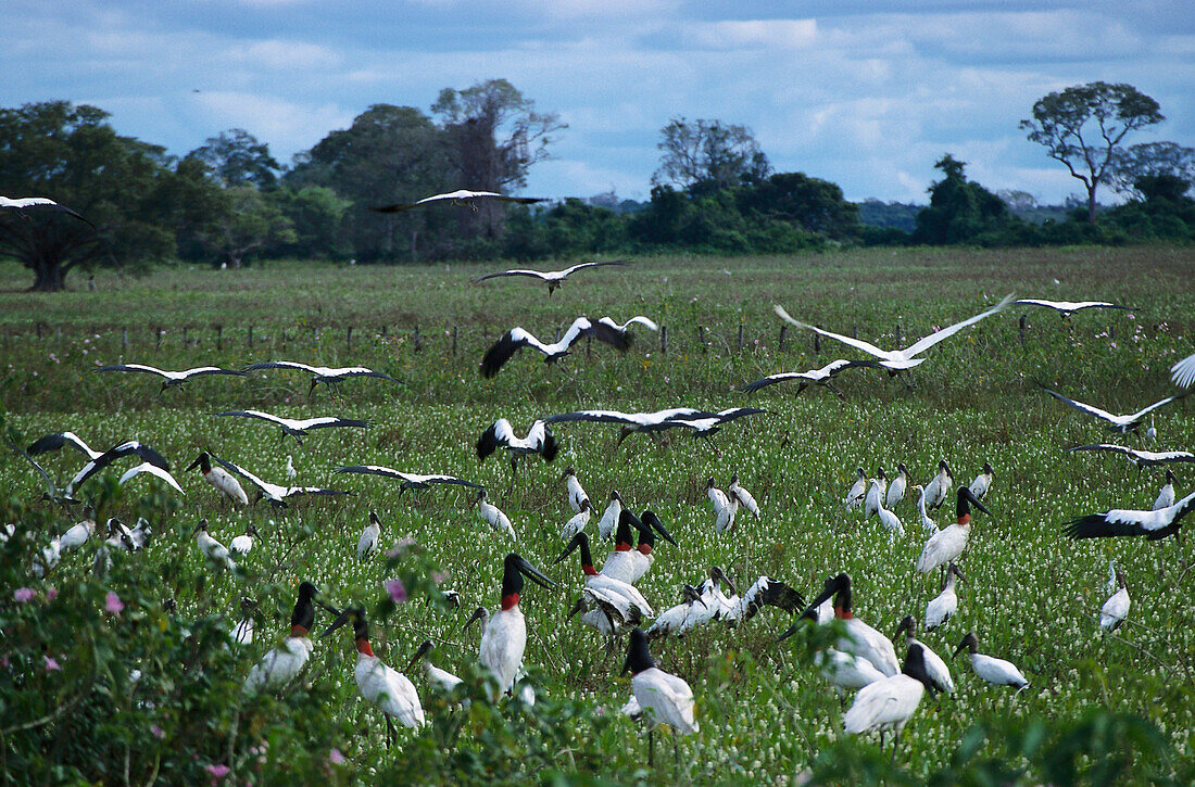 Jabiru, Jabiru mycteria, Pantanal, Mato Grosso, Brasilien, Südamerika