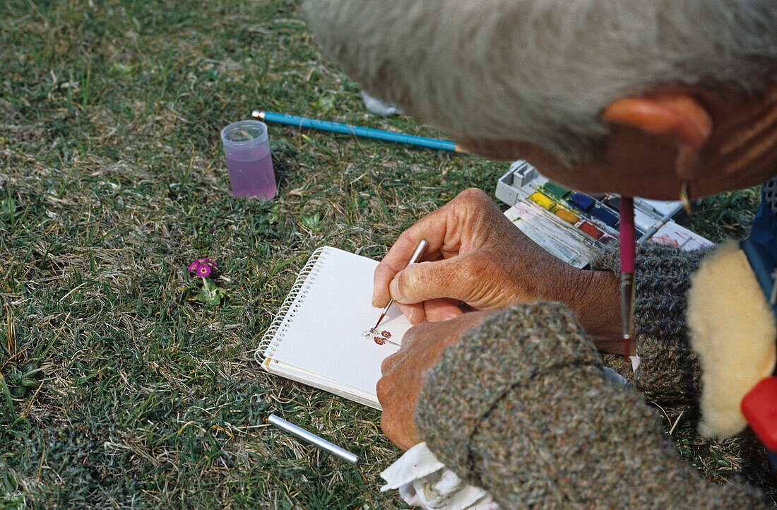 illustrating a Scottish Primrose, Orkney, Scotland, Great Britain