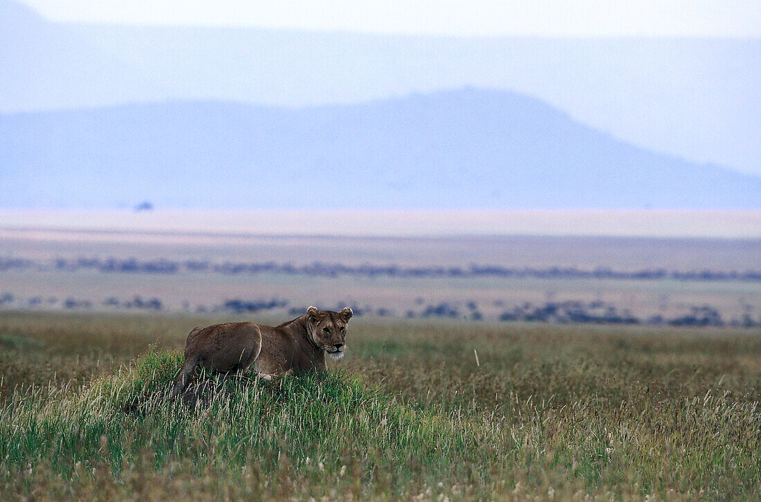 Lioness on Lookout watching wildbeests, Serengeti NP Tansania