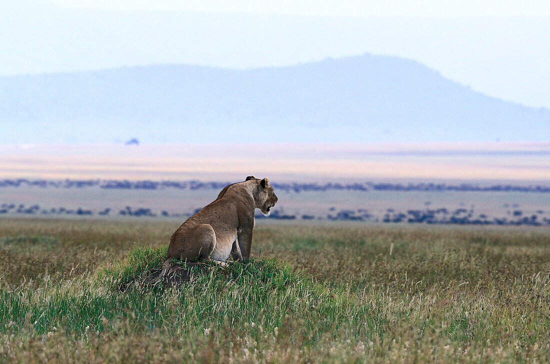 Löwin beobachtet Gnus, Wildebeests, Serengeti Nationalpark, Tansania