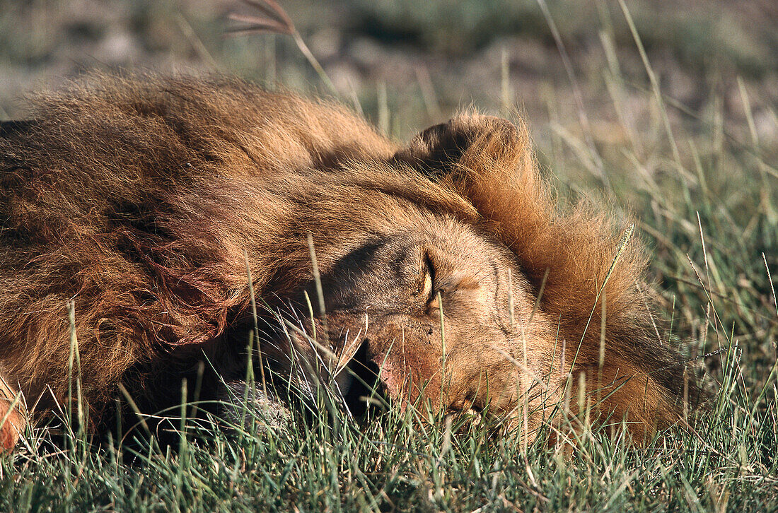 Lion sleeping, Serengeti NP Tansania