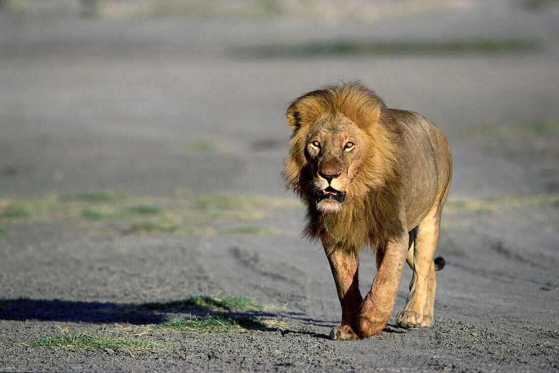 Male Lion walking, Serengeti National Park, Tansania