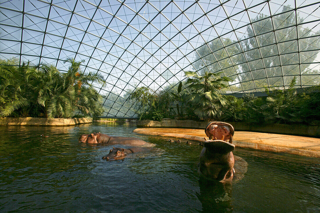 House of hippopotamus, Berlin zoo Berlin, Germany