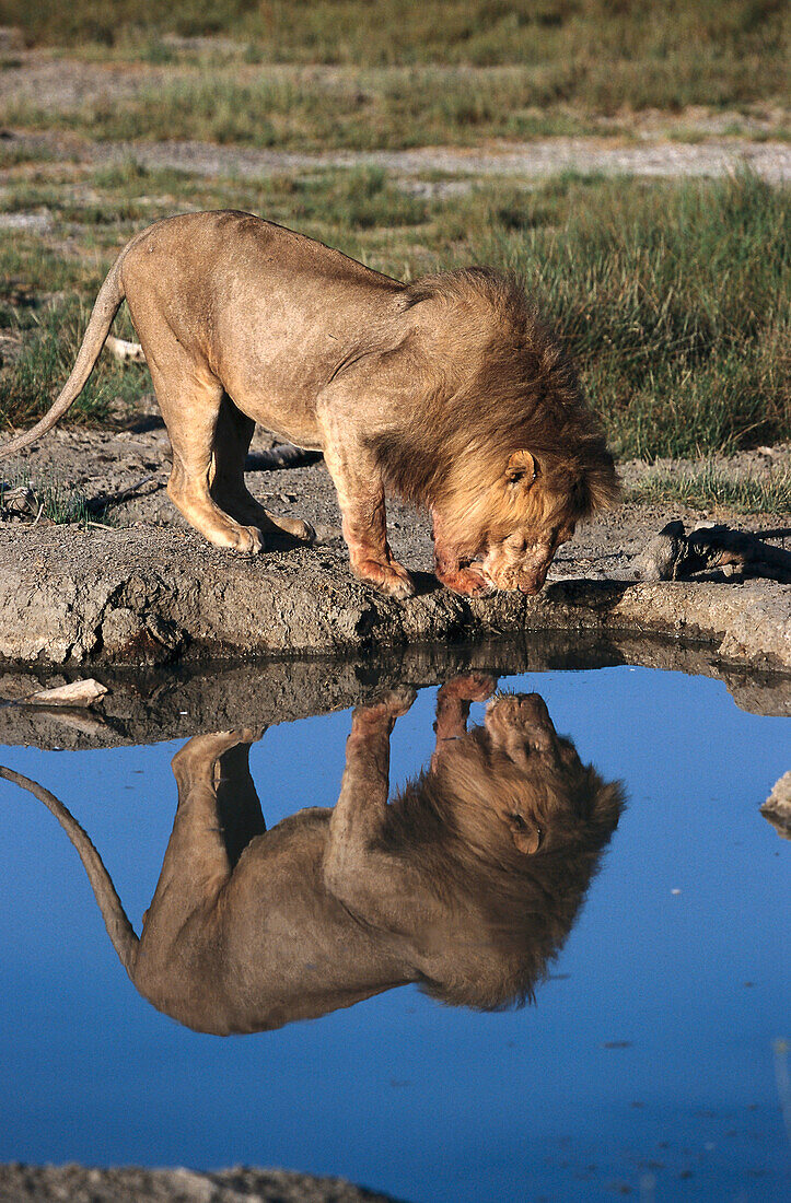 Löwe trinkt am Wasserloch, Reflexion, Serengeti NP Tansania