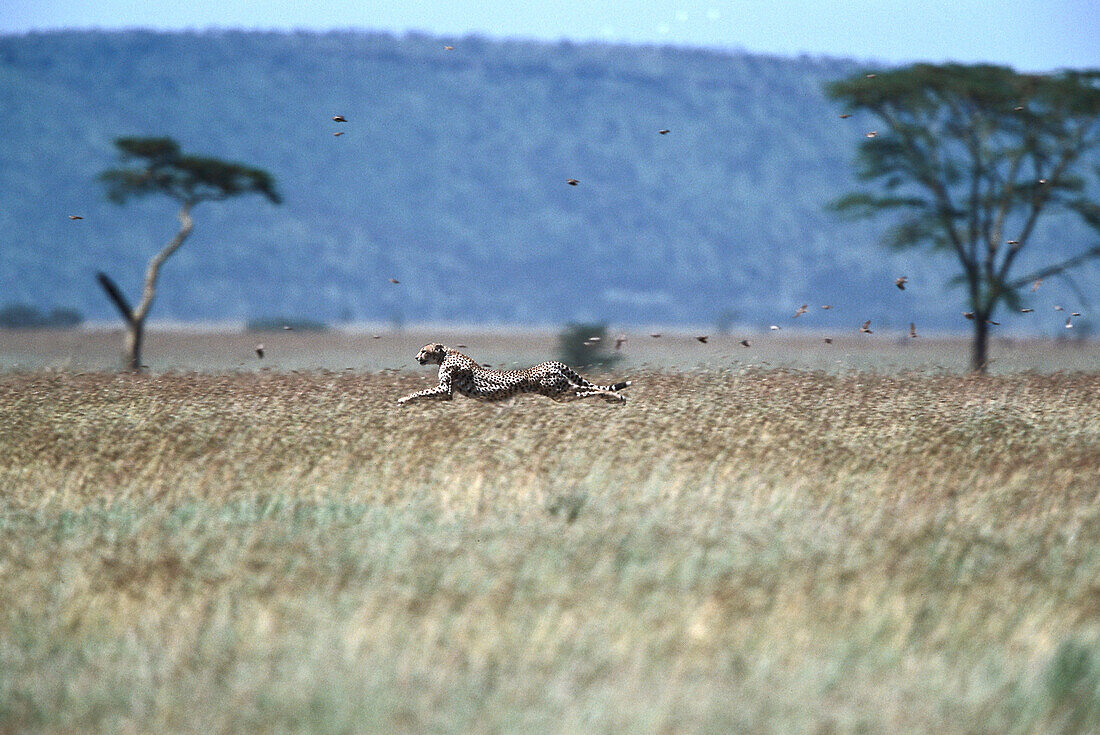 Gepard beim Jagen, Serengeti Nationalpark, Tansania