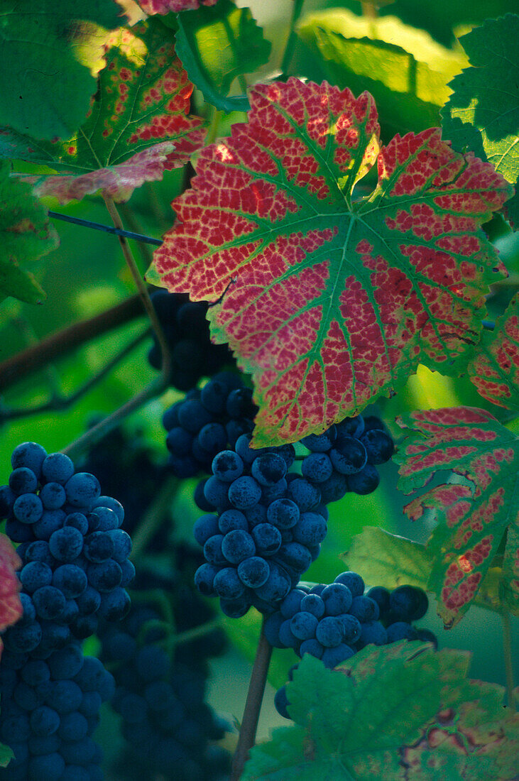 Weintrauben mit Herbstlaub, Baden-Württemberg, Deutschland