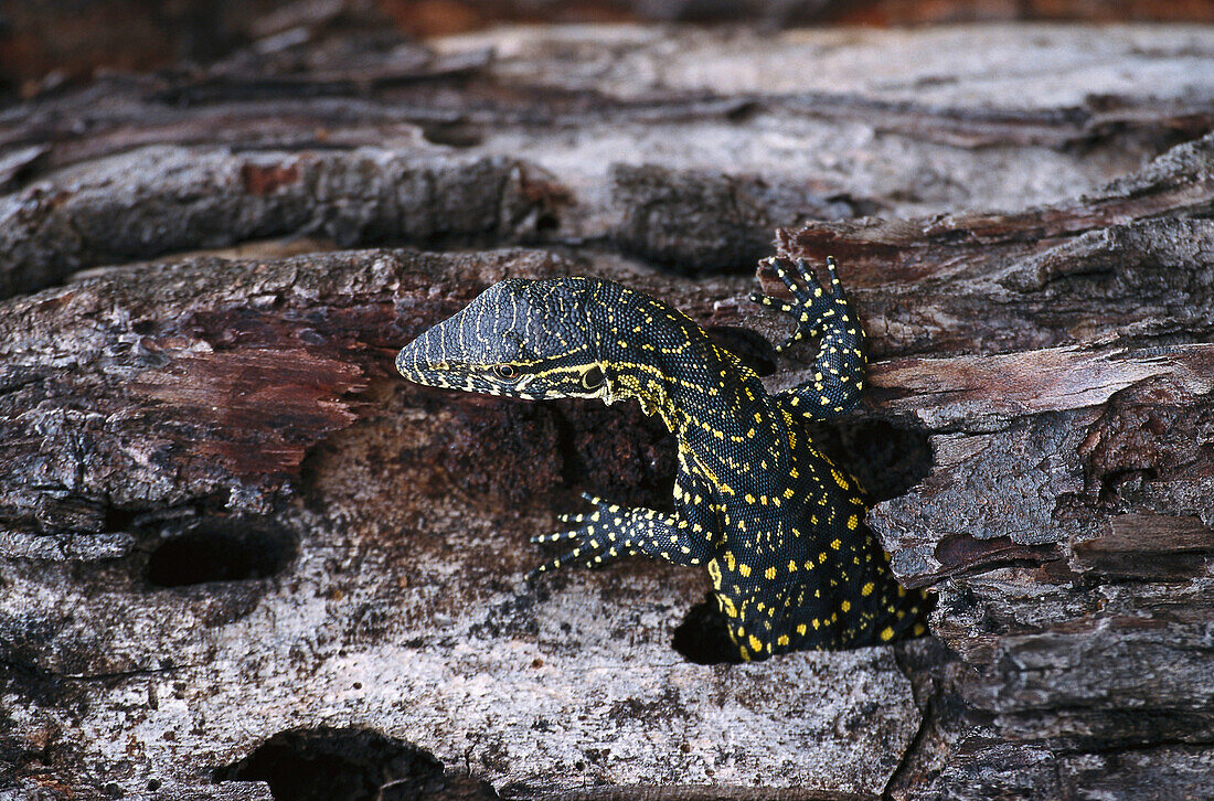 Lizard on a tree stump, Serengeti National Park,Tanzania