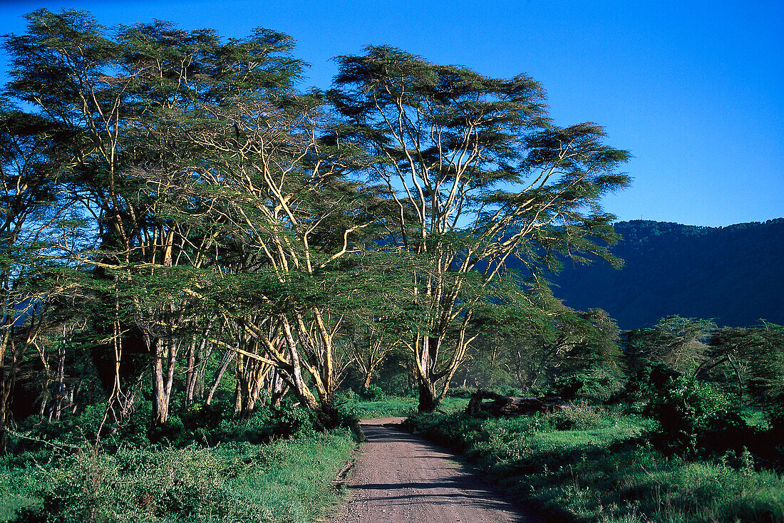 Yellow Acacia, Ngorongoro Crater Tanzania, Africa