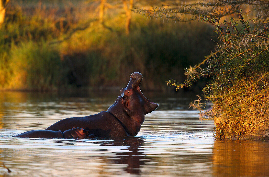 Hippopotamus, East Africa