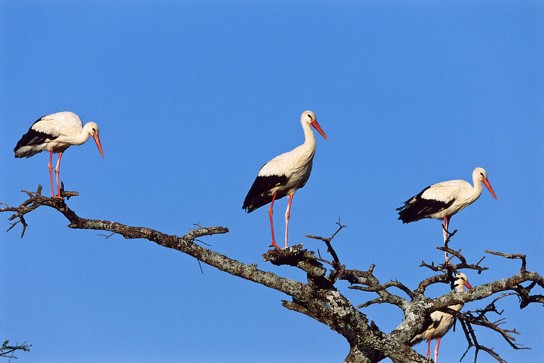 White Storks, Serengeti National Park, Tansania, East Africa