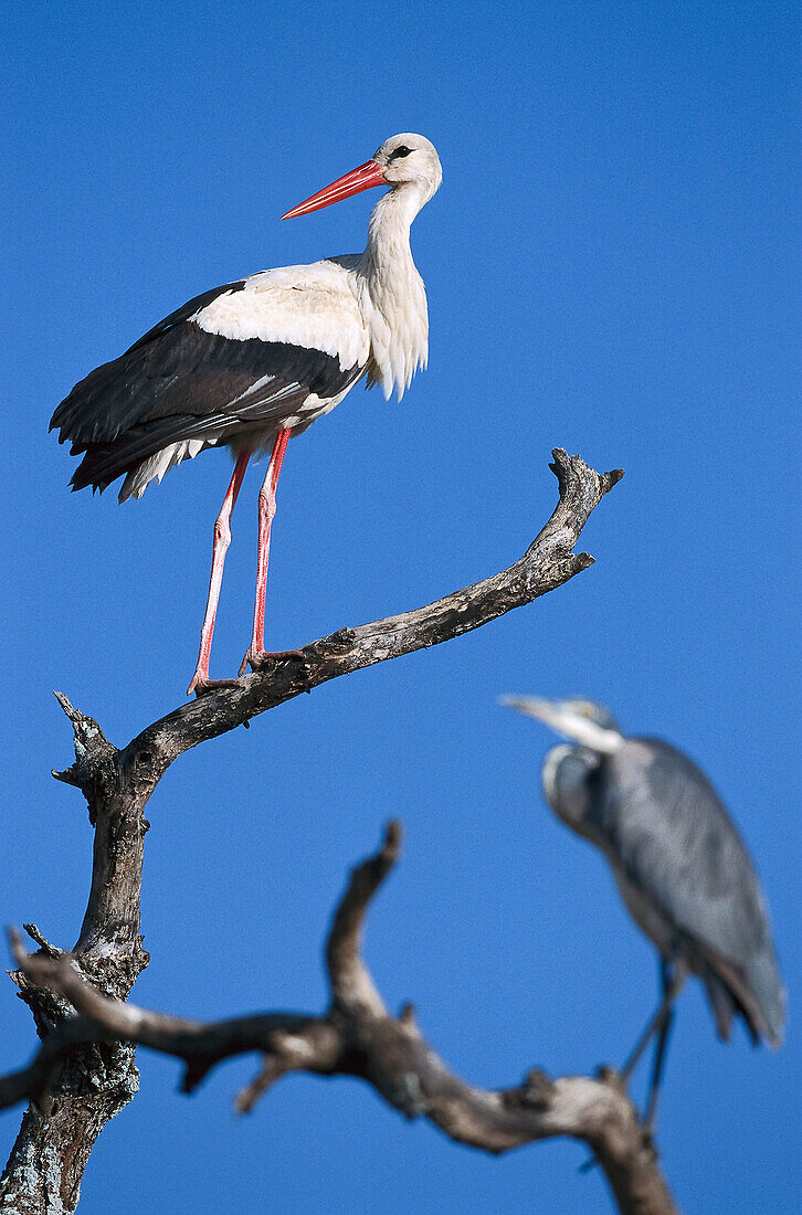 Weißstörche, Serengeti National Park, Tansania, Ostafrika