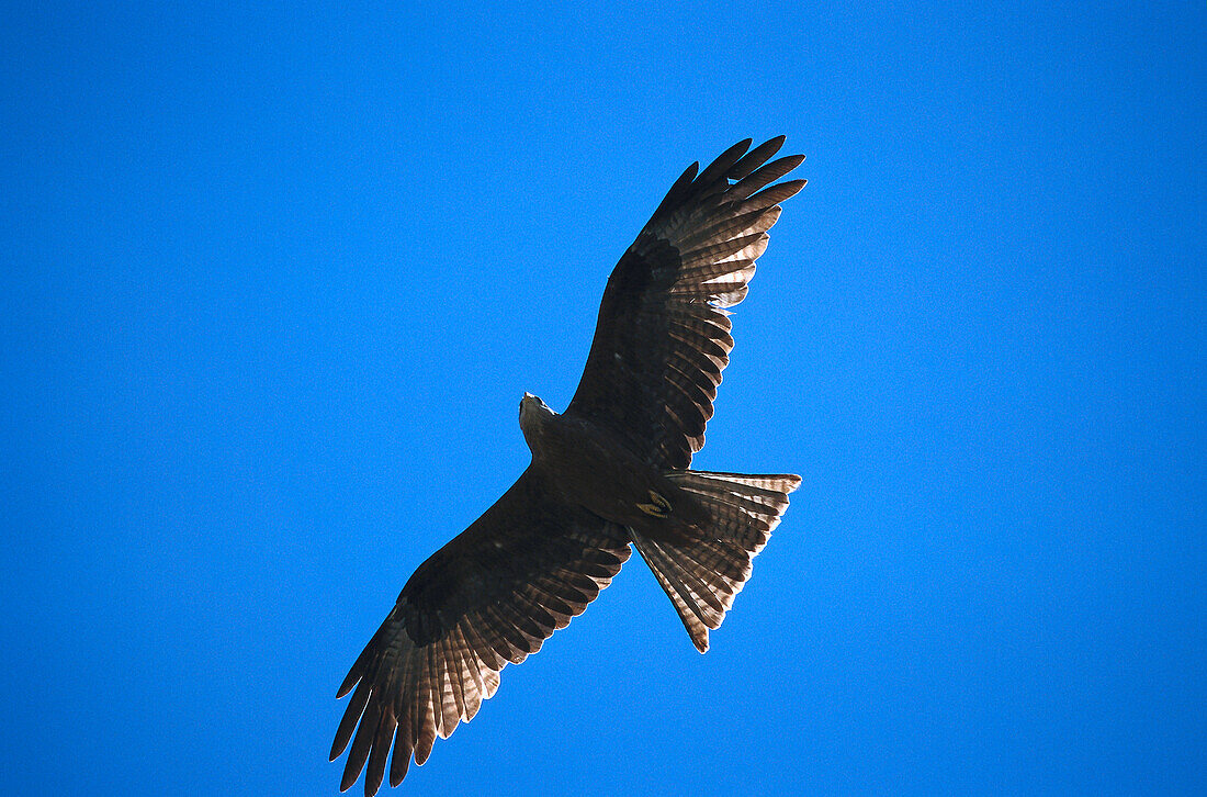 Schwarzmilan fliegt am Himmel, Black Kite, Tansania, Afrika